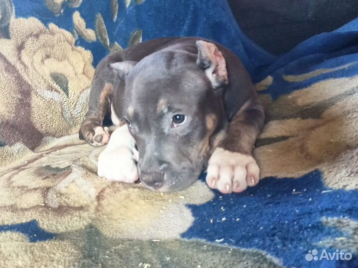 Американский булли, мальчик, стандарт