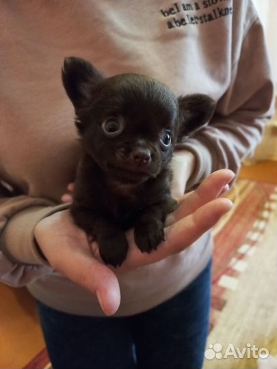 Мини мальчик