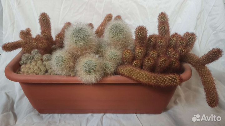 Целый горшок кактусов