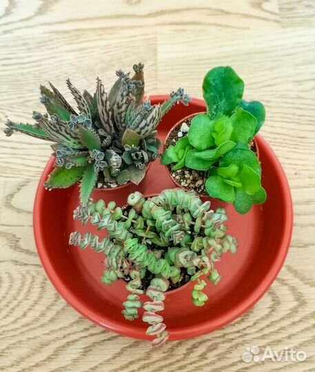 Неприхотливые суккуленты наборы по 3 шт