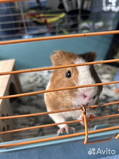 Морская свинка с клеткой