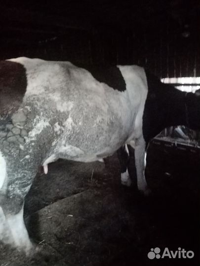 Корова с теленком