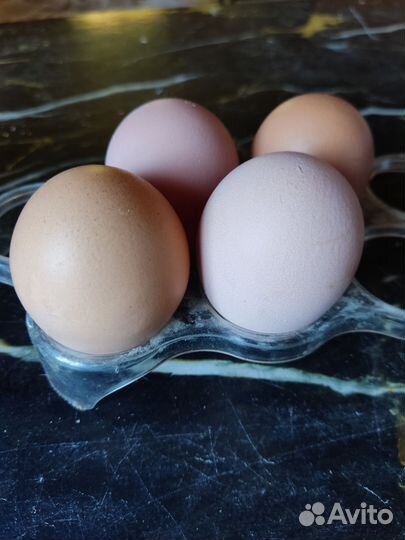 Инкубационное яйцо кур несушек