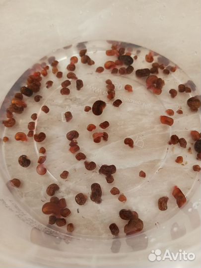 Улитки аквариумные бесплатно