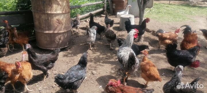 Молодые петухи, гуси, цыплята