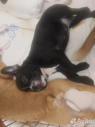 Щенок французского бульдога