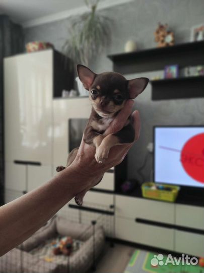 Щенки чихуахуа мини девочка