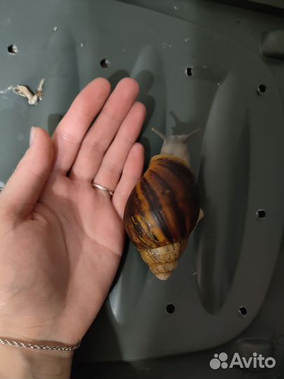 Улитки архахатины