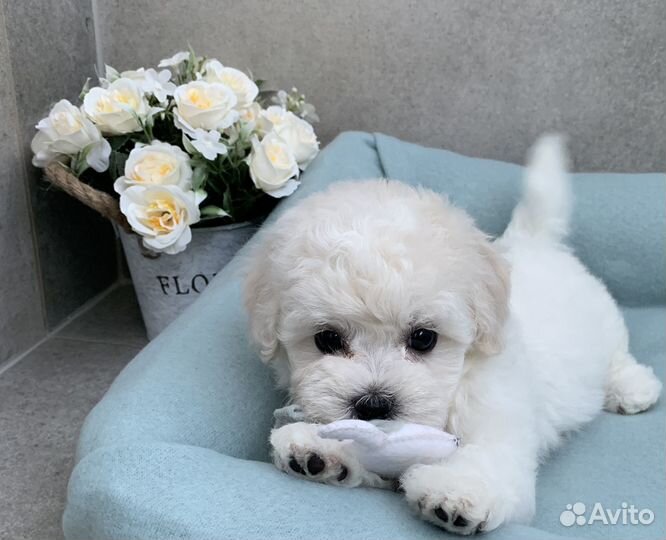 Бишон Фризе щенки. Документы ркф-FCI, стандарт