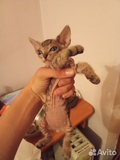 Донской сфинкс котята