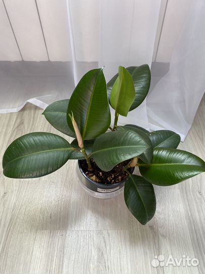 Фикус каучуконосный