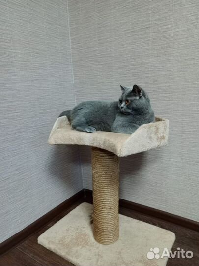 Домик для вашей кошки