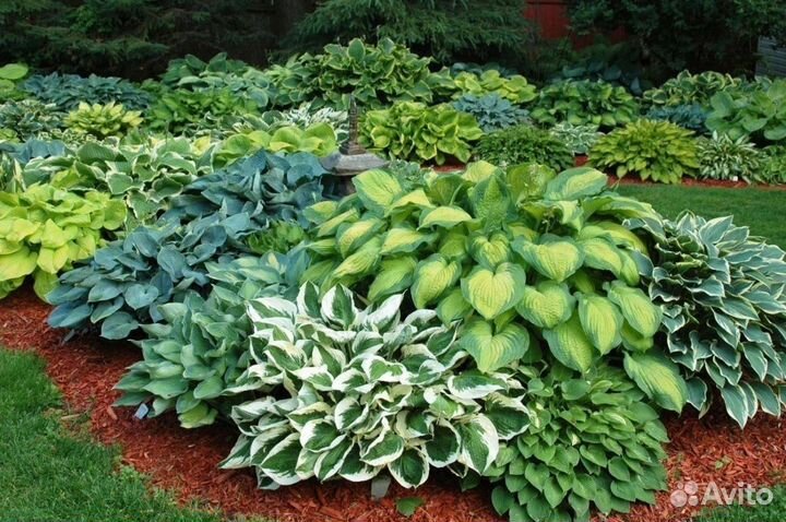 Наборы хост, лилейников, флоксов, ирисов