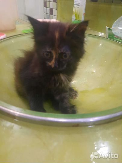 Котенок, 2 мес. Кошечка