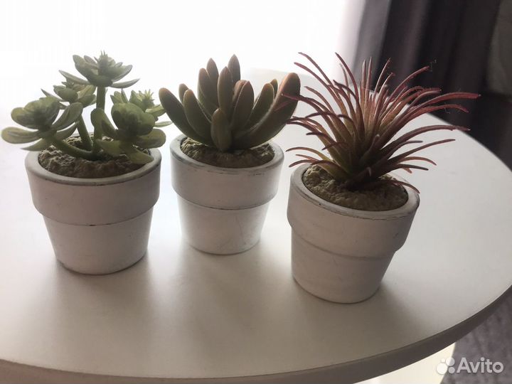 Суккуленты Икея