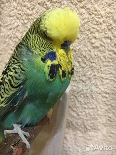 Волнистые попугаи и чехи, Кореллы