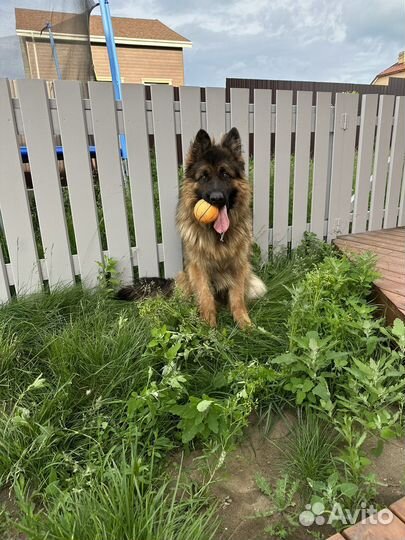 Кобель для вязки