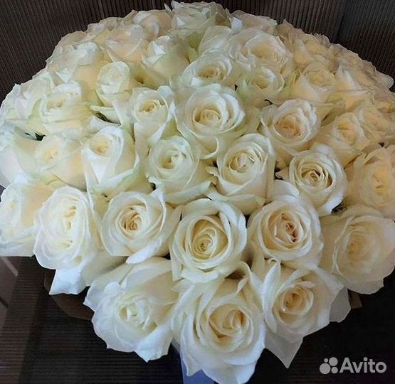 101 роза цветы букеты доставка 25 51 101 роза