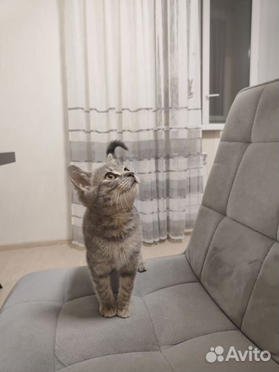 Котик в добрые руки