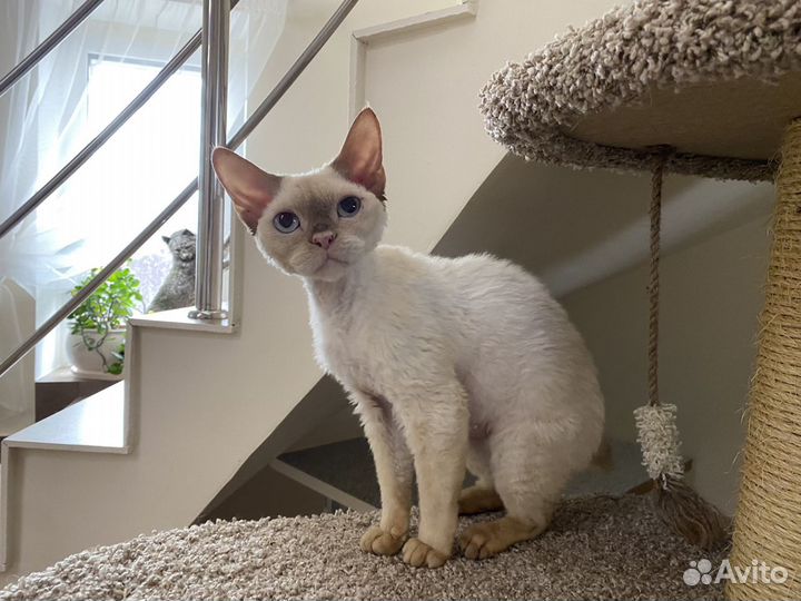 Девон-рекс кошечка Норочка