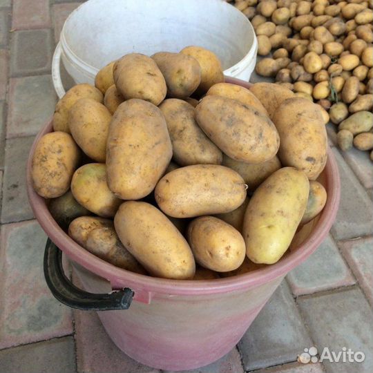 Картофель деревенский