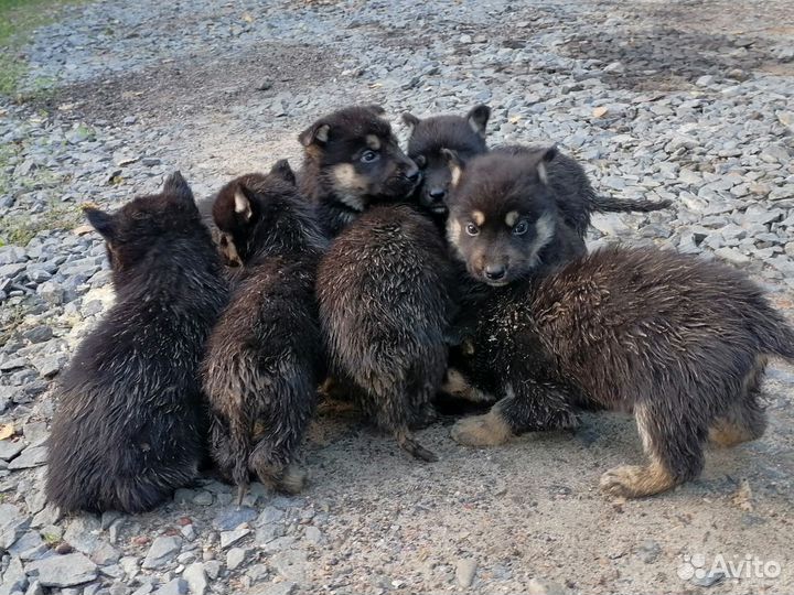 Щенки хаски
