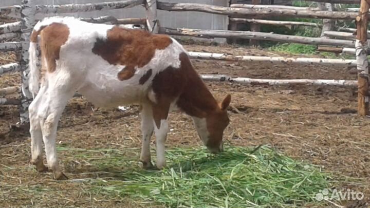 Телята Тёлочки