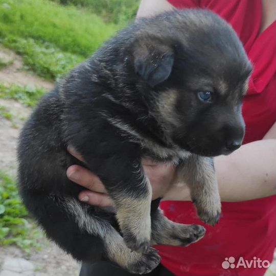 Щенки овчарки бесплатно