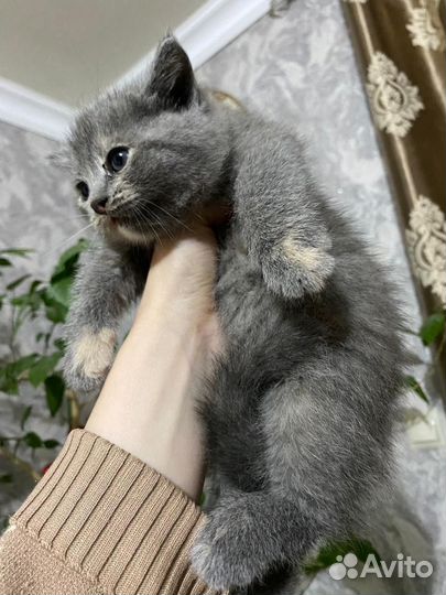 Русская голубая