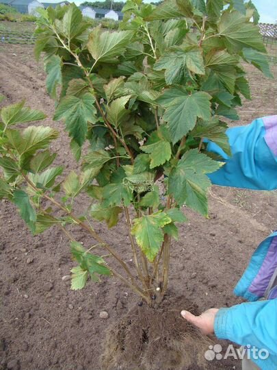 Саженцы черной, белой, красной смородины