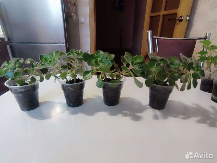 Комнатные растения по 50р