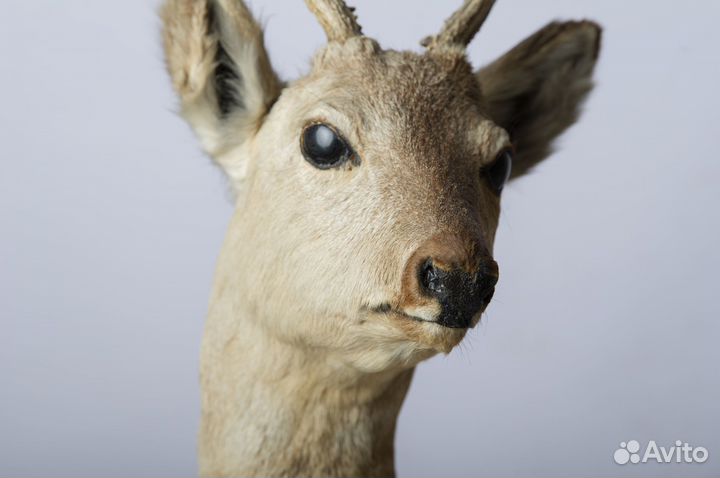 Чучело головы оленя