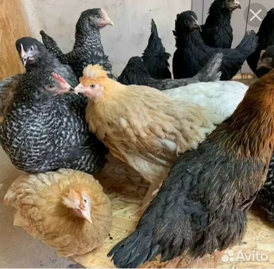Курочки молодки