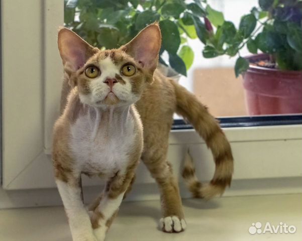 Девон-рекс кот 1,5 года вв объявление продам