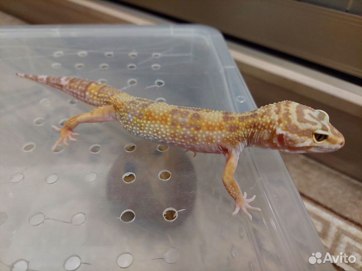 Продаю эублефара