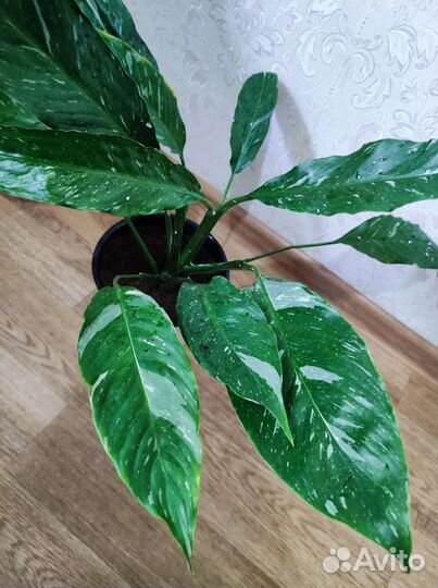 Спатифиллум Домино