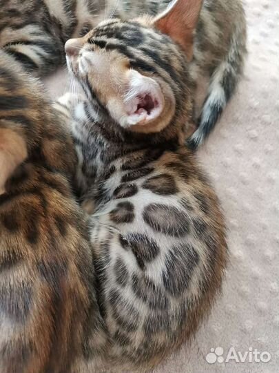 Бенгальские котята