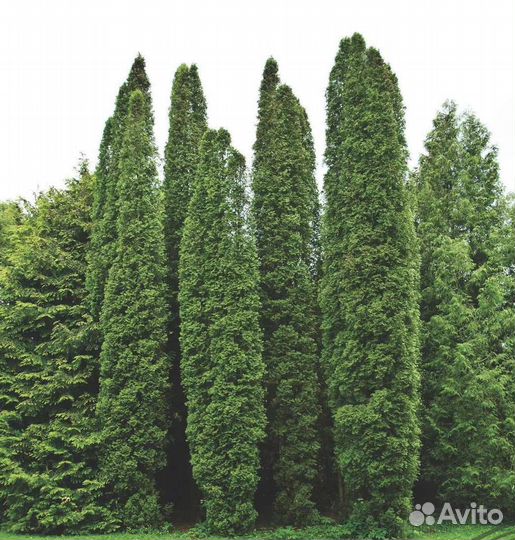 Туя разные виды, морозостойкие, семена