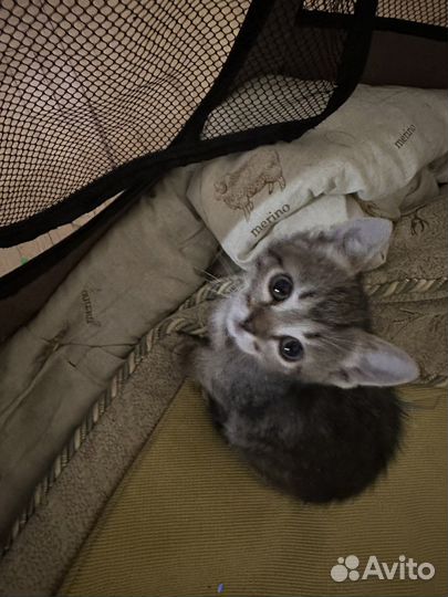 Британская кошка