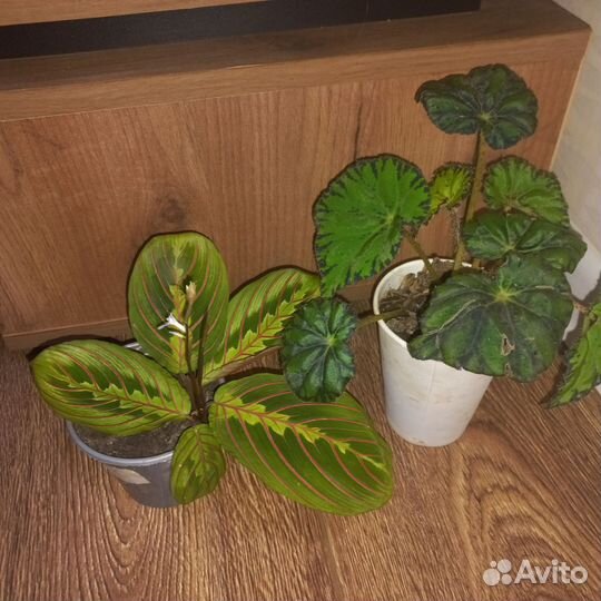 Комнатные цветы