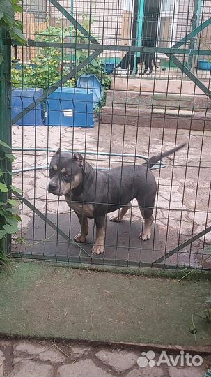 Американская буллЯ