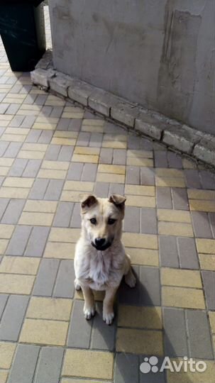 Собака девочка