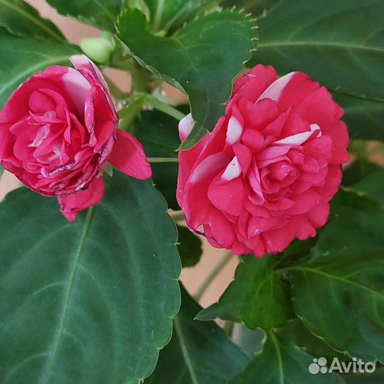 Бальзамин махровый