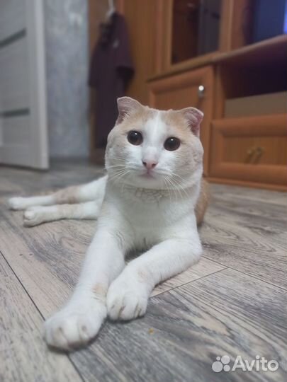 Котик шотладский-веслоухий приглашает на вязку