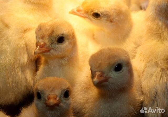 Индюки биг-6