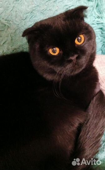 Британский кот