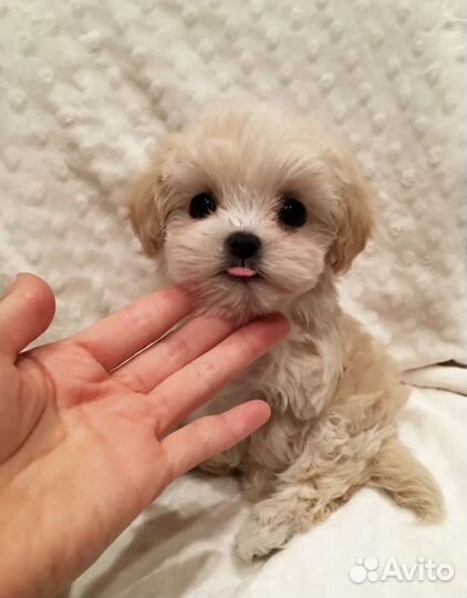 Отель для собак (Домашняя передержка )