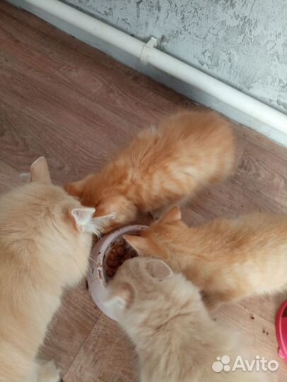 Котята в добрые руки приучены к лотку