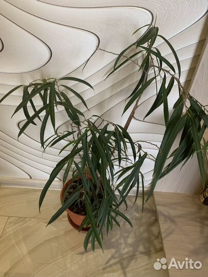 Фикус. Сорт Али