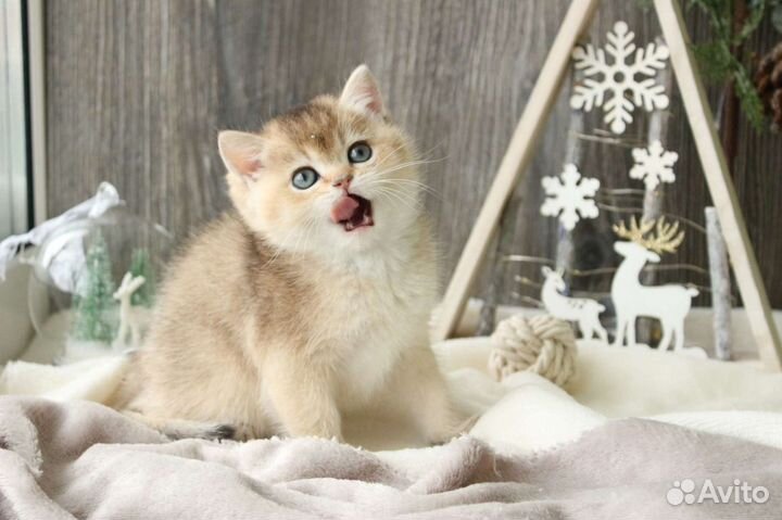 Британская короткошерстная кошечка